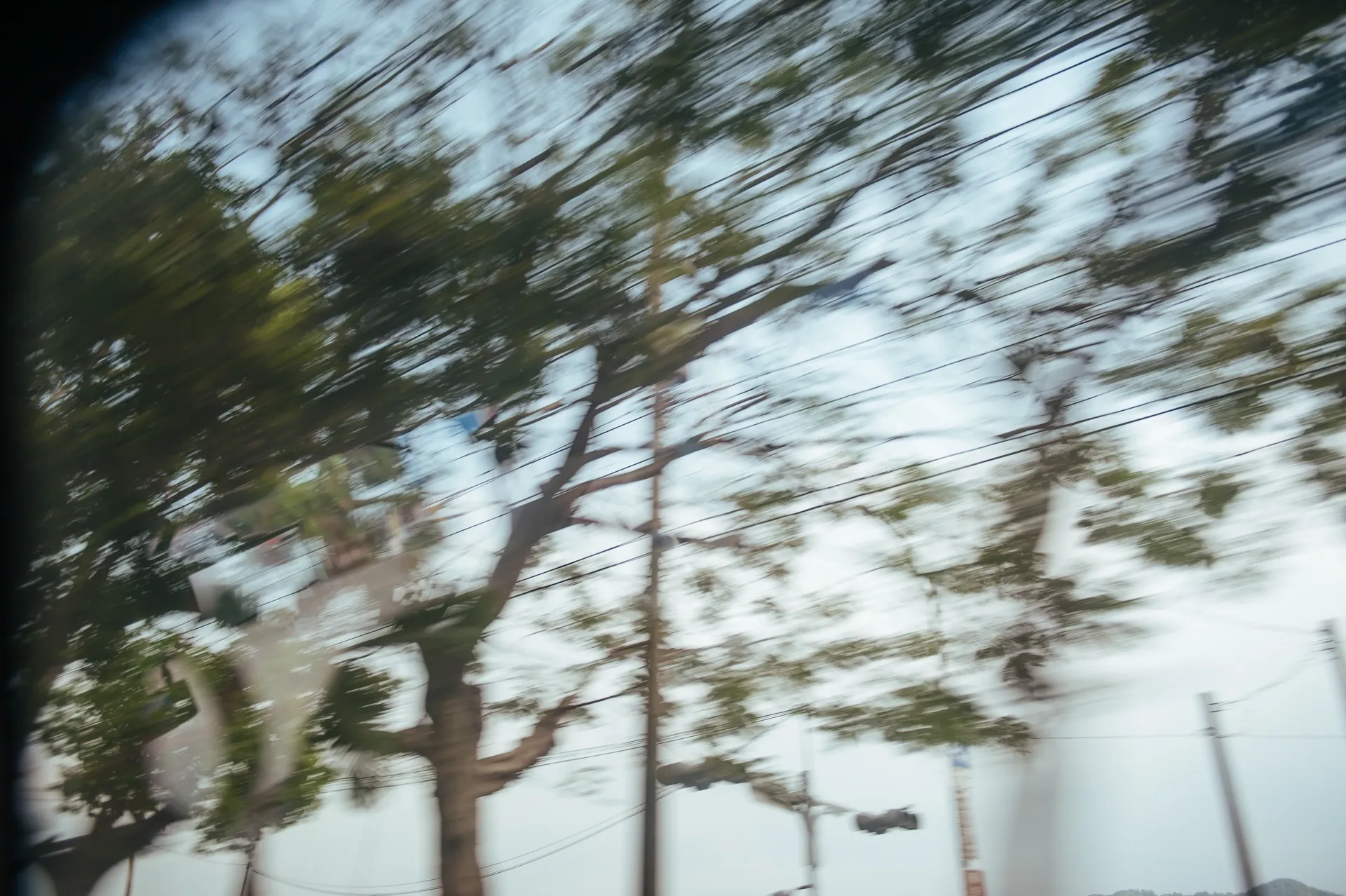 車窗外流動的樹影，象徵生命的旅程